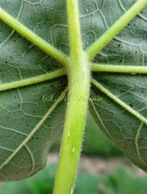  Leaf-Abaxial view at base
